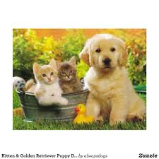 Kitten Golden Retriever Puppy Dog Blank Postcard Zazzle Com Cute Puppies And Kittens Cute Cats And Dogs Kittens And Puppies