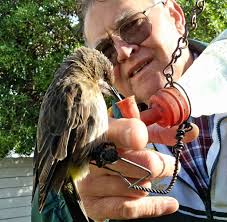 Cape Sugarbird with attitude. Stilbaai
