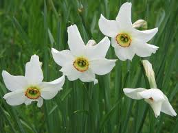Narcissus Poeticus Poet S Narcissus World Of Flowering Plants Narcissus Plants Daffodils