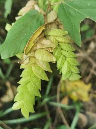 Image result for Flemingia strobilifera