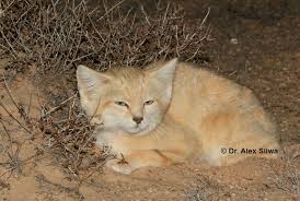 While many of these animals are elusive to see in the wild, the sight of. Sand Cats Of The Sahara Desert International Society For Endangered Cats Isec Canada