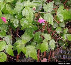 Image result for Rubus pinnatus