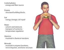 Carbohydrates, protein, and fat are the primary three macronutrients each macronutrient has a specific calorie count. 1 2 What Are Nutrients Medicine Libretexts