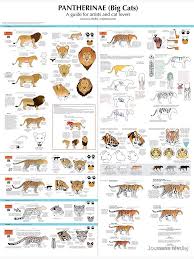 Pin By Karen Vallecillo On Art Help Big Cats Art Big Cat Species Feline Anatomy