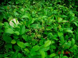 Image result for Tetracera alnifolia