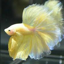 Rosetail Betta Fish Betta Fish Pet Fish Betta