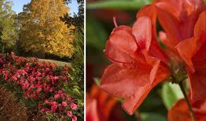Flowers that bloom in spring summer and fall. Azaleas That Bloom In The Fall Mcdonald Garden Center