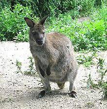 From 70,000 players to a list of 10 in less than 1 minute. Wallaby Simple English Wikipedia The Free Encyclopedia