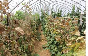 Image result for spider mites on cucumbers