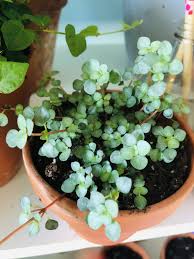 You can't find an easier flower to grow than this one. Creeping Pilea Care Plants Propagating Plants Easy Plants To Grow