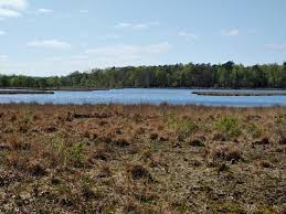 Droge leersumse plassen begin september2019. Leersumse Veld Geopark Heuvelrug Gooi En Vecht
