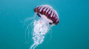 Image result for Jellyfish