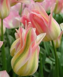 Tulip Florosa Lily Flowering Tulips Flower Bulbs Index Tulips Flowers Bulb Flowers Beautiful Flowers