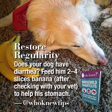 When To Worry About Your Dog S Diarrhea Plus How To Fix It