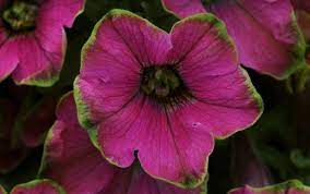11 Modern Petunias To Try Types Of Flowers Petunias Petunia Flower