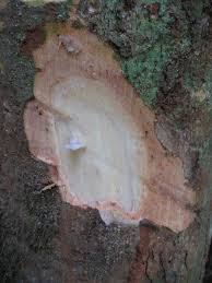 Image result for Pseudospondias