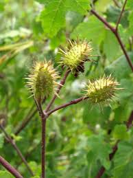 Image result for Sparrmannia ricinocarpa