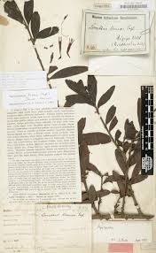 Image result for Agelanthus krausei