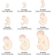Prenatal Development Introduction To Psychology
