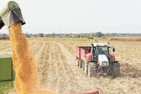 Corn plant forage crop forage crops orange maize corn on the stalk in the field maize farm corn on plant yellow cob maize farms maize plant vector. Bihar Doubles Rice Wheat Maize Crop Yield Now This Widening Concern Remains World Bank Report The Financial Express