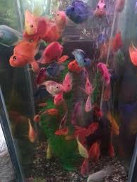 The best web hosting starting at. Parrot Fish Aquarium Fish For Sale Philippines Facebook