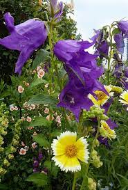 Campanula Latifolia Layia Platyglossa Tidy Tips Flowers Perennials Flowers Feed Beautiful Gardens