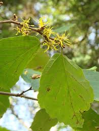 Image result for Hamamelidaceae