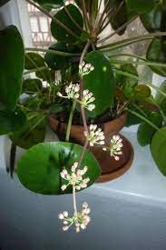It also goes by the name of gossip spur flower, swedish ivy, money plant, and creeping charlie. Blooming Pilea The Pancake Plant Chinese Money Plant Has Beautiful Round Leaves Plants Chinese Money Plant Pretty Plants