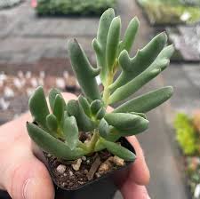 Image result for Cotyledon barbeyi