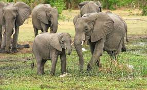 Amfibia biasanya bermula sebagai larva yang hidup di dalam air, tetapi beberapa spesies telah membangunkan penyesuaian tingkah laku yang mengatasi ciri ini. Kematian Gajah Tertinggi Di Sri Lanka Tahun Lalu