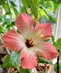 Image result for Hibiscus schinzii