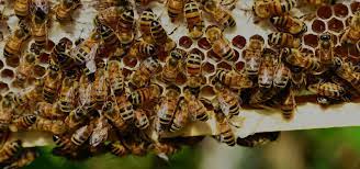 Driveway and sidewalk weed removal and pressure washing. Bee Removal Az Kyle S Bees See Price Listing