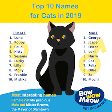 And if you're looking for adorable and cute names for your pet, here is. Bow Wow Pet Names Perfect Dog Name Or Cat Name For Your New Pet