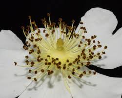 Image result for Rhaptopetalum roseum