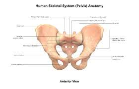 Pelvic skeleton includes two hip bones, sacrum and coccyx. An Overview Of The Pelvis Anatomy 101 For The Chiropractic Patient Chiropractor Grand Rapids Mi Dr Wade Lowery