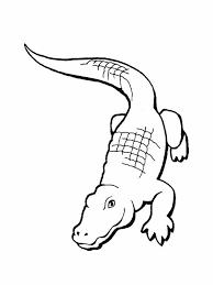 Rainforest Animals Drawings Google Search Animal Coloring Pages Coloring Pages To Print Cartoon Coloring Pages