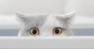 Maybe you would like to learn more about one of these? Complications Du Diabete La Retinopathie Diabetique Dbl Diabete