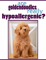 We did not find results for: Are Goldendoodles Hypoallergenic Timberidge Goldendoodles