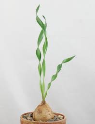 Image result for Cyrtanthus galpinii