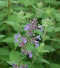 Image result for Nepeta