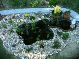 Bassin Pour Tortue Yahoo Search Results Yahoo Image Search Results Habitat De La Tortue Tortue