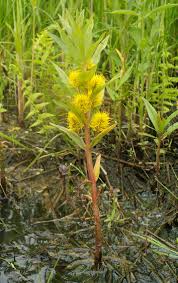 Image result for Lysimachia tenuicaulis