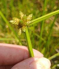 Image result for Schoenoplectiella articulata