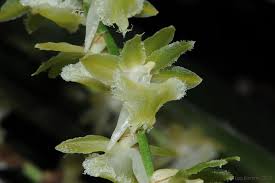 Image result for Diaphananthe pellucida