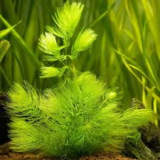 Image result for Ceratophyllum