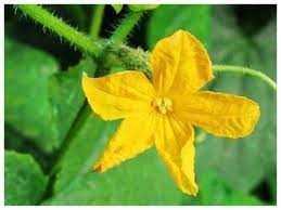 In some regions the flowers are gathered and cleansed to be cooked with besan to make pakoras. 5 Flowers That Can Be Made Into Delicious Pakoras