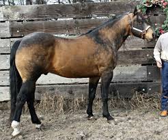Black And Brown Quarter Horse Pin On Sooty Horses