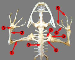 We did not find results for: Lab 10 Tetrapod Vertebrates Zoo Lab Uw La Crosse