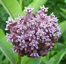 Common Milkweed Asclepias Syriaca Asclepias Milkweed Butterfly Plants