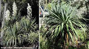 With its long tentacle like leaves that sprout from the central stem in exotic and wavy patterns. 25 Desert Plants With Pictures And Names